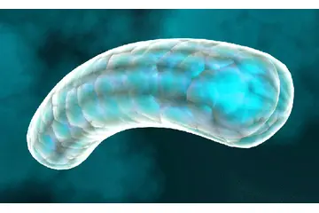 Hepatit C Bulaşma Yolları Nelerdir?